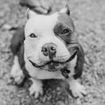 bea_the_itty_bitty_pitty profile picture