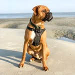 beau_boxerboy profile picture