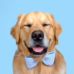 beaunosebones profile picture