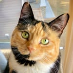 beautifulbella.cat profile picture