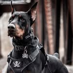 beautydobermann profile picture
