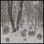beaverrunmaine profile picture