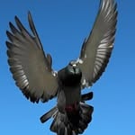 beebee_the_pigeon_ profile picture