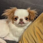beefthedoggie profile picture