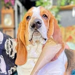 beefythebasset profile picture