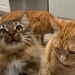 beep_boop_cats_ profile picture