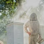 beeremovalexpert profile picture