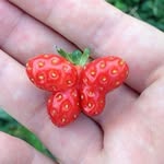 befitsnacks profile picture