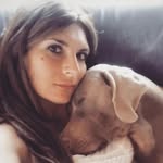 begbietheweimaraner profile picture