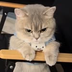behjat_zaidi profile picture