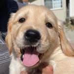beholdentogoldens profile picture