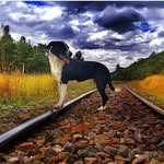 belen_4patas profile picture