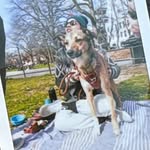 belinda_thedodo profile picture
