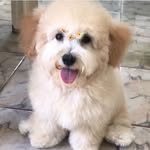 belinha1971 profile picture