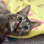 bell.bonjour profile picture
