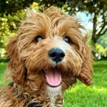 bella.beans.cavapoo profile picture