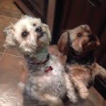 bella.boo.lucy.lu profile picture
