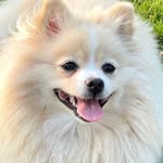 bella.the.little.snowflake profile picture