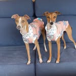 bellabee.and.bambi.theiggies profile picture