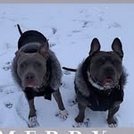 bella_bina profile picture