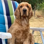 bella__cockerspaniel profile picture