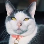 bellafeline profile picture