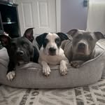 bella_nd_rose profile picture
