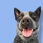 bella_theaustraliancattledog profile picture