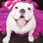 bella_thebulldog_ profile picture