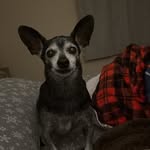 bella_with_the_big_ears profile picture