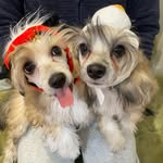 belleandhoku profile picture