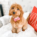 bellenoelledood profile picture