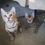 bengal_gals profile picture