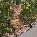 bengalpawsaz profile picture