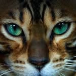 bengals_bentley_molly profile picture