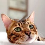 bengals_cats_lovers profile picture