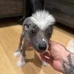 benitoantoniogianni profile picture