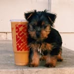 benitosboston profile picture