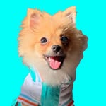 benitothetraveler profile picture