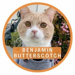 benjaminbutterscotch profile picture