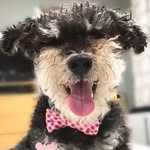 benjiboodle profile picture