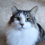 benjimao profile picture