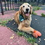 benjithegolden_mischiefmakers profile picture