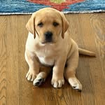 bennett_thefoxredlab profile picture