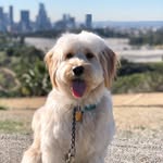 bennington_graye profile picture