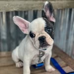 benson_the_frenchbulldog profile picture
