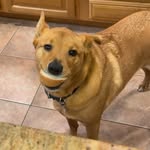 ben_the_wonder_dog profile picture