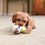 bentleys_life_adventures_ profile picture