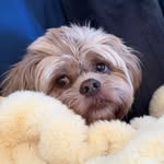 bentley_the_lhasa profile picture