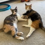 bentoboxbabies profile picture